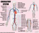 Сердечно-сосудистой системы с крупных вен и артерий. Система кровообращения. (Английский язык)